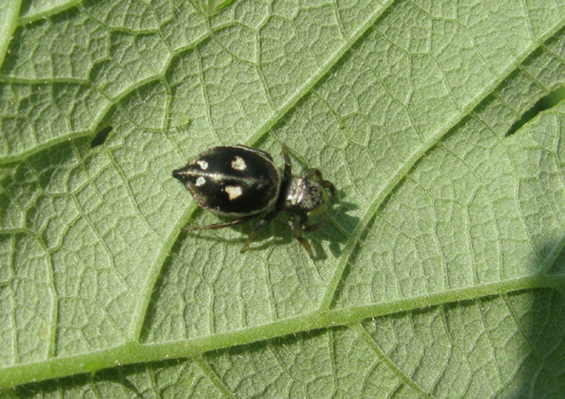 Heliophanus sp.